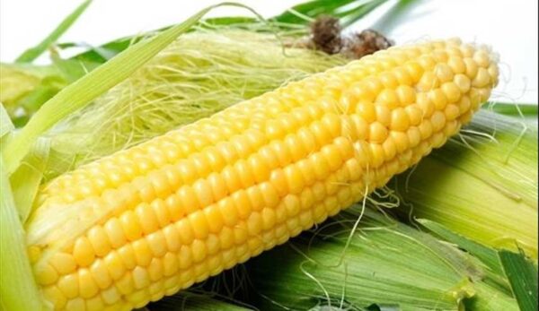 عرنوص ١كغم