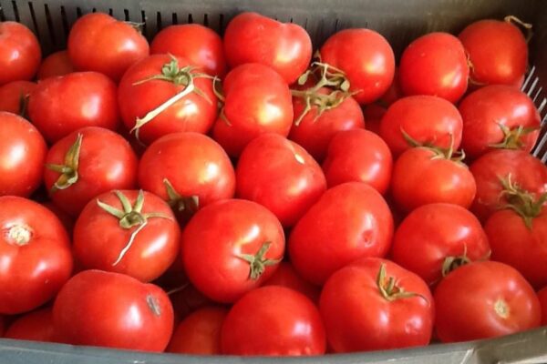 طماطة مستوردة 1KG
